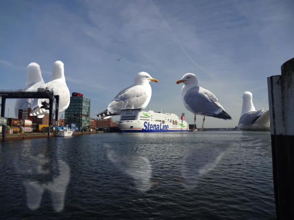 Kieler Hafen - Große Pötte, große Vögel